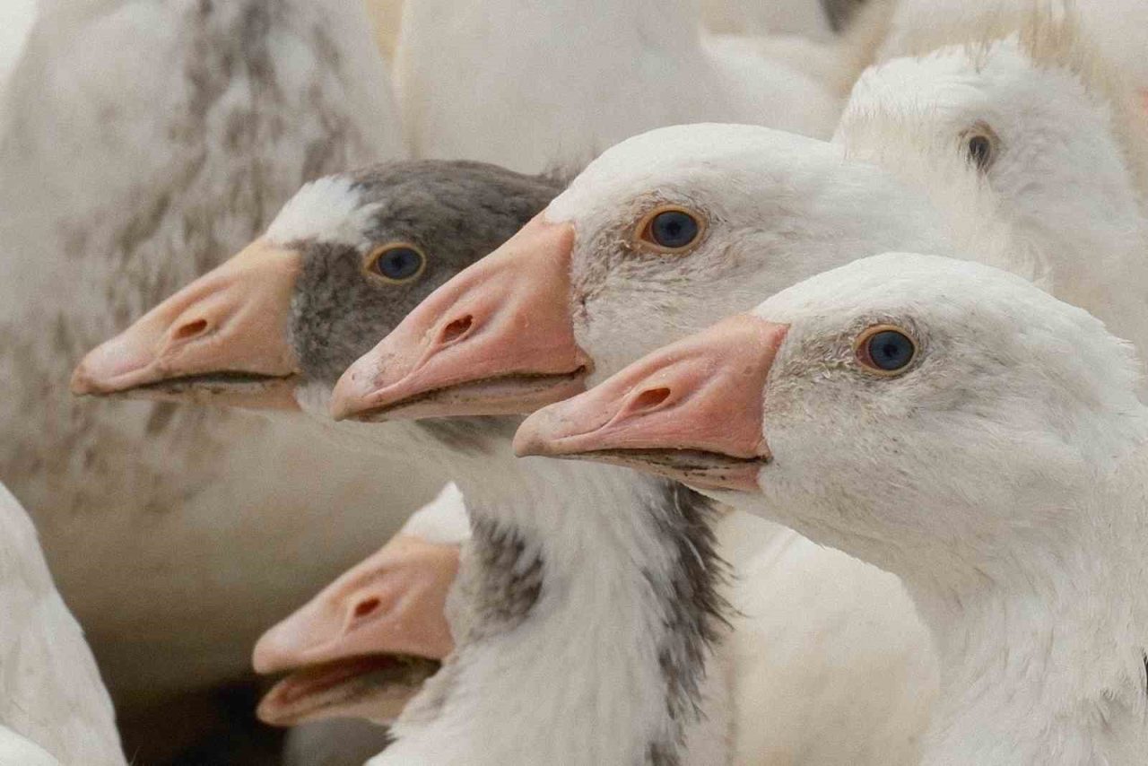 Anadolu kazına “milli kimlik”: Anne hattı Yozgat, baba hattı Bandırma