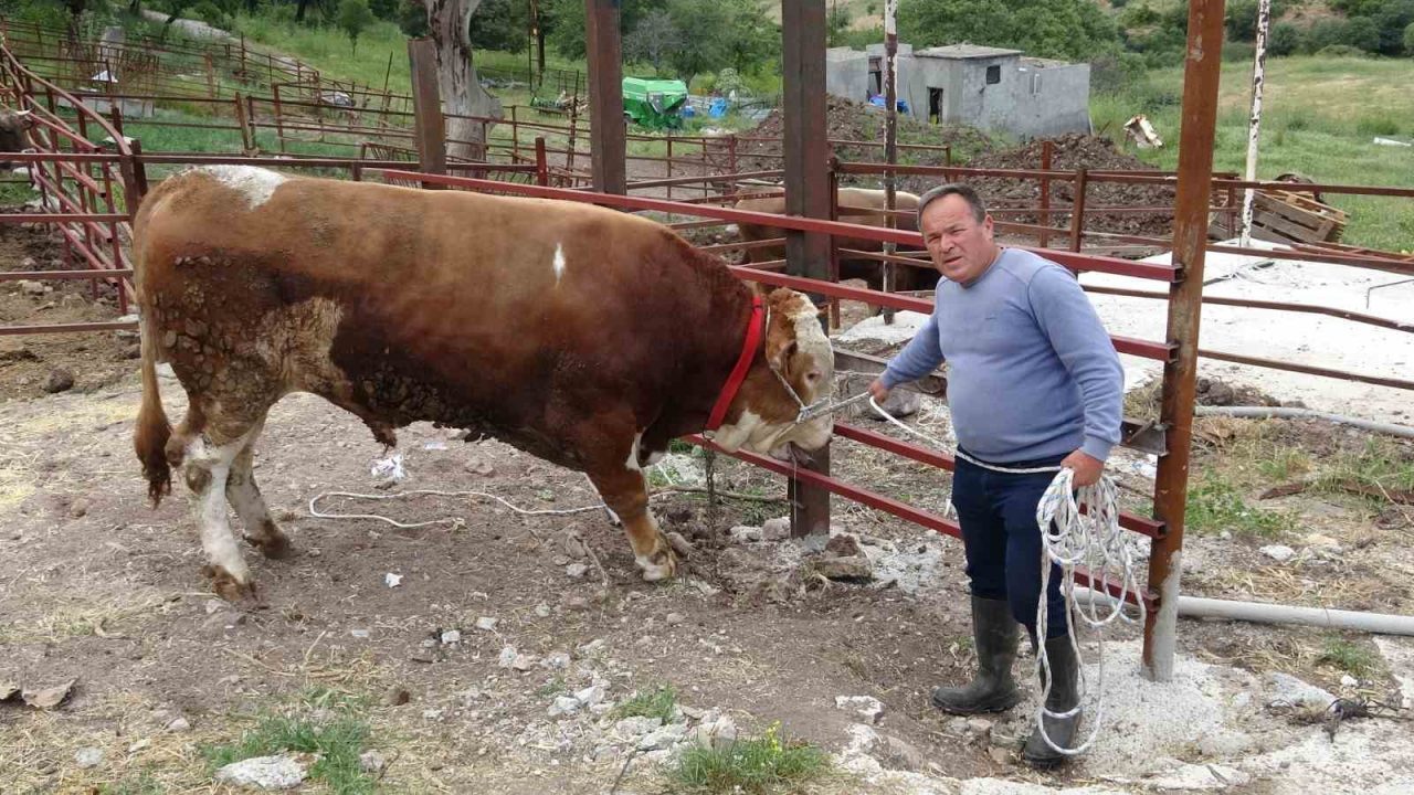 1 tonluk ‘Paşaköy Efesi’ 420 bin TL’den alıcısını bekliyor