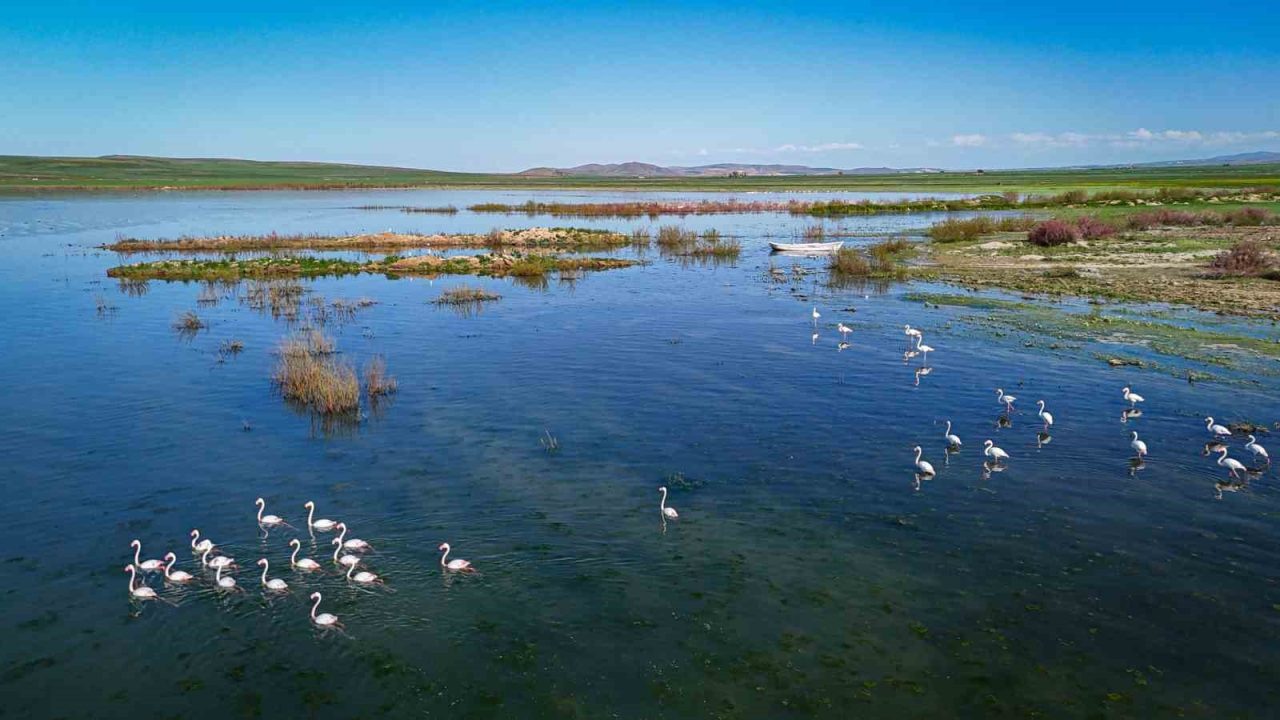 Ankara’da gümüş balığı sezonu, flamingolarla birlikte başladı
