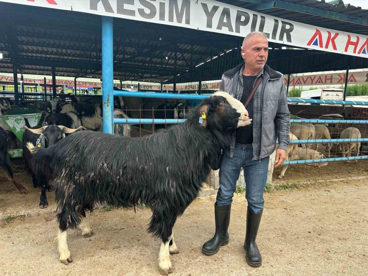 Bursa’daki kurban pazarının şampiyon keçisi 47 bin liradan satıldı