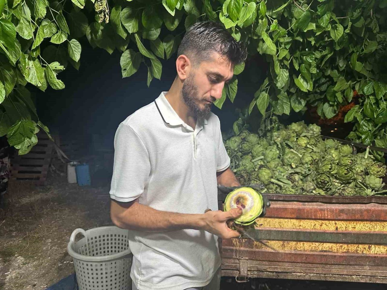 Ailecek enginar soyucular: Soyması 10 saniye sürüyor