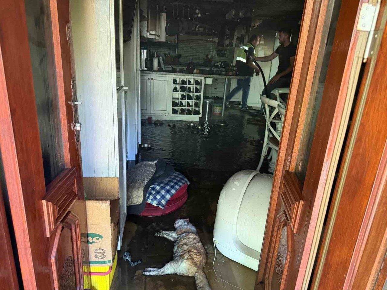 Ayvacık’ta ev yangınında 2 kedi telef oldu