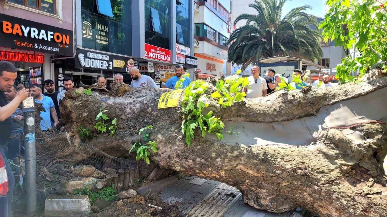 Bursa’da faciadan dönüldü…Asırlık çınar yola devrildi
