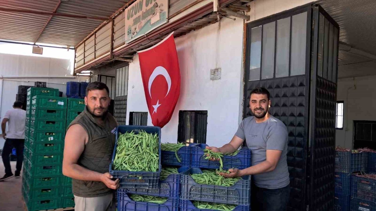 İznik’te Nazende fasulyesinde ilk hasat başladı, üretici fiy